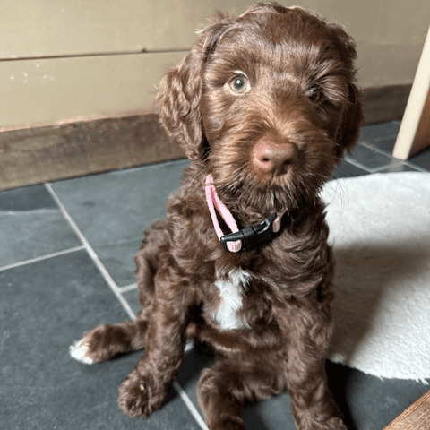 Best lender by an indy Lab(radoodle)