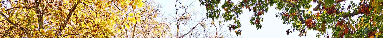 Fletcher Whiddon's Cover Image