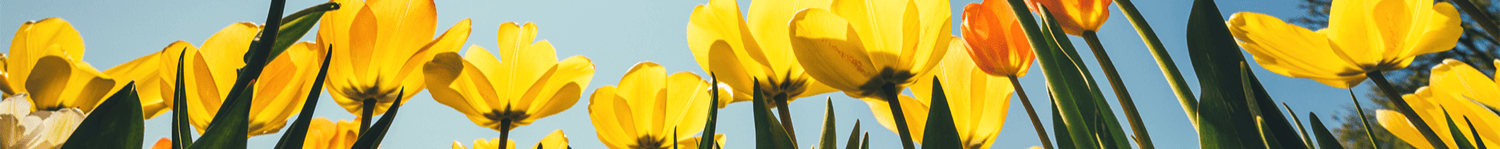 Guild Mortgage - Rick Rangel's Cover Image