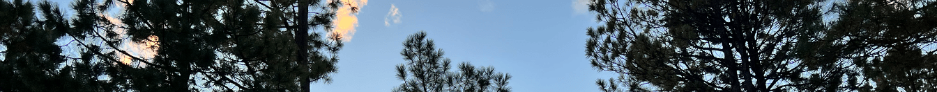 Shannon Scheel's Cover Image