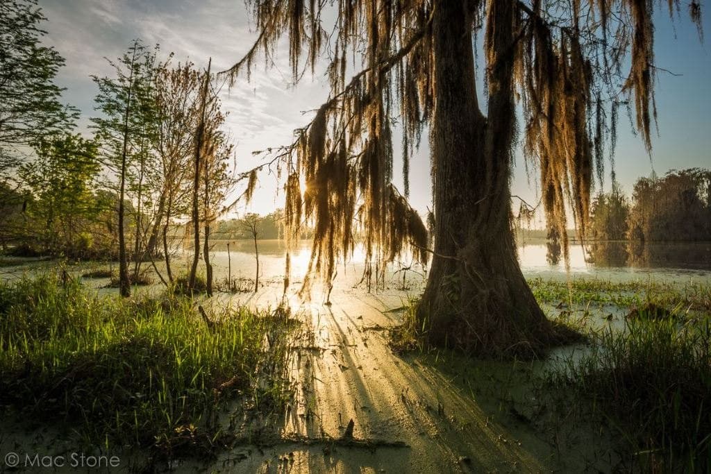 Glynis Dekle's Cover Image