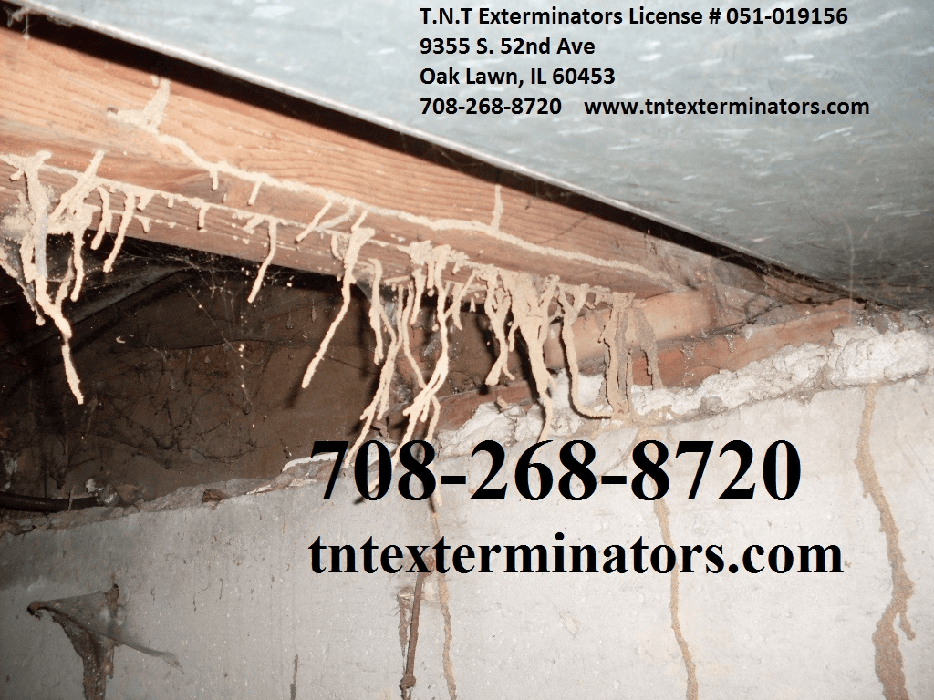 T.N.T Exterminators - Termite Control - Termite Inspector - Pest Control's Cover Image