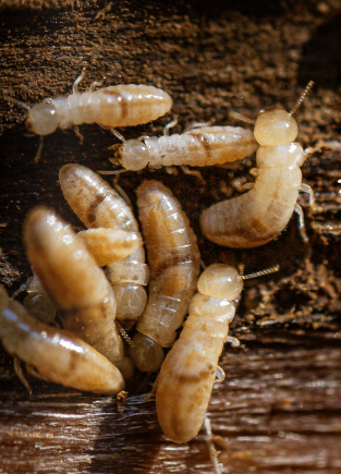 T.N.T Exterminators - Termite Control - Termite Inspector - Pest Control - Gallery Photo